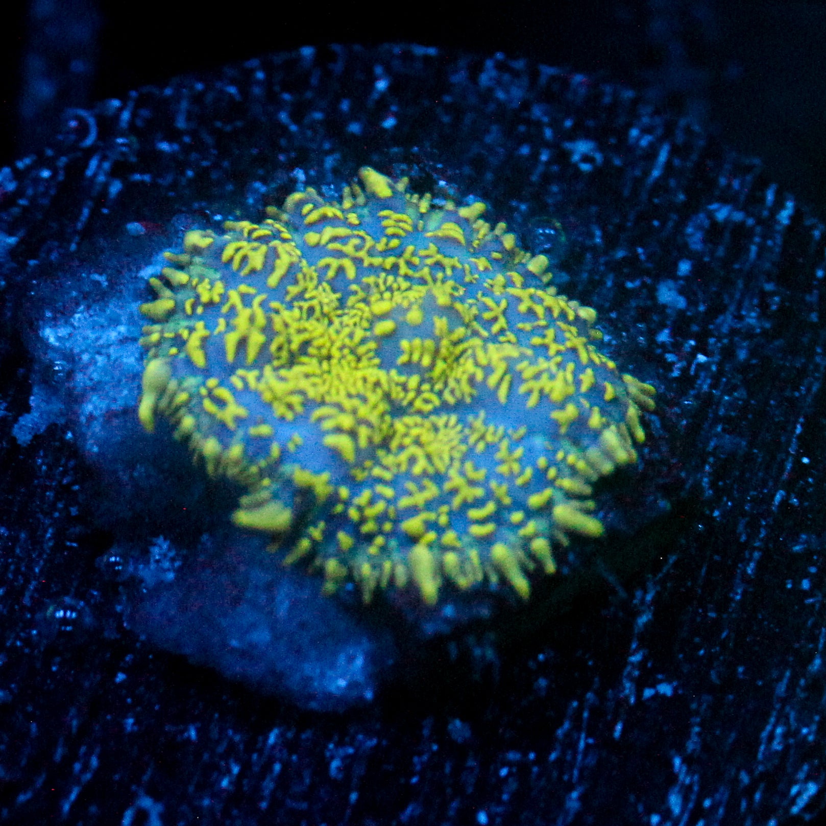 JC Glowstone Rhodactis