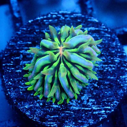 JC Aquacultured Fungia Baby