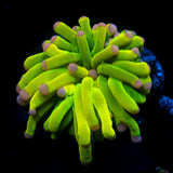 JC Pink Tip Holy Grail Torch