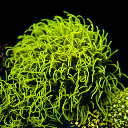 JC GSP