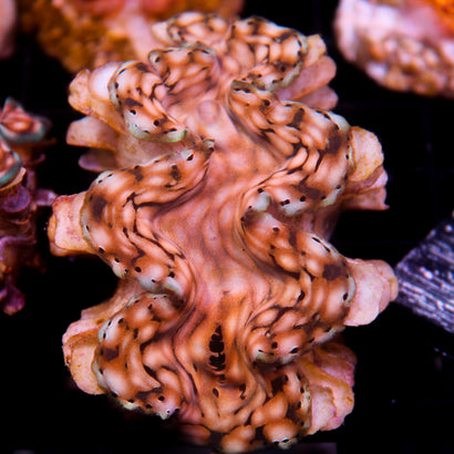 JC Biota Squamosa Aquacultured