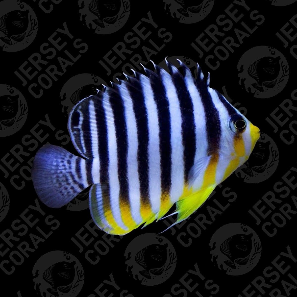 Bali Aquarich Multibar Angelfish 1.75-2"+ (In Store 6 Months)