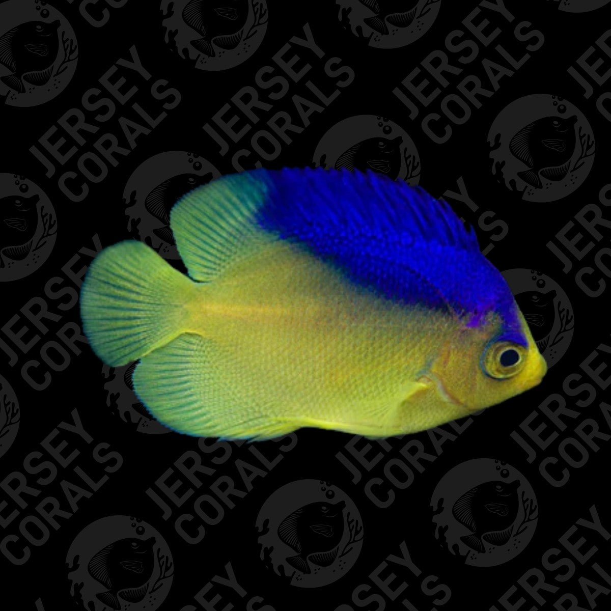 Bali Aqaurich Colin's Angelfish 1.75-2" (In Store 8 Months)