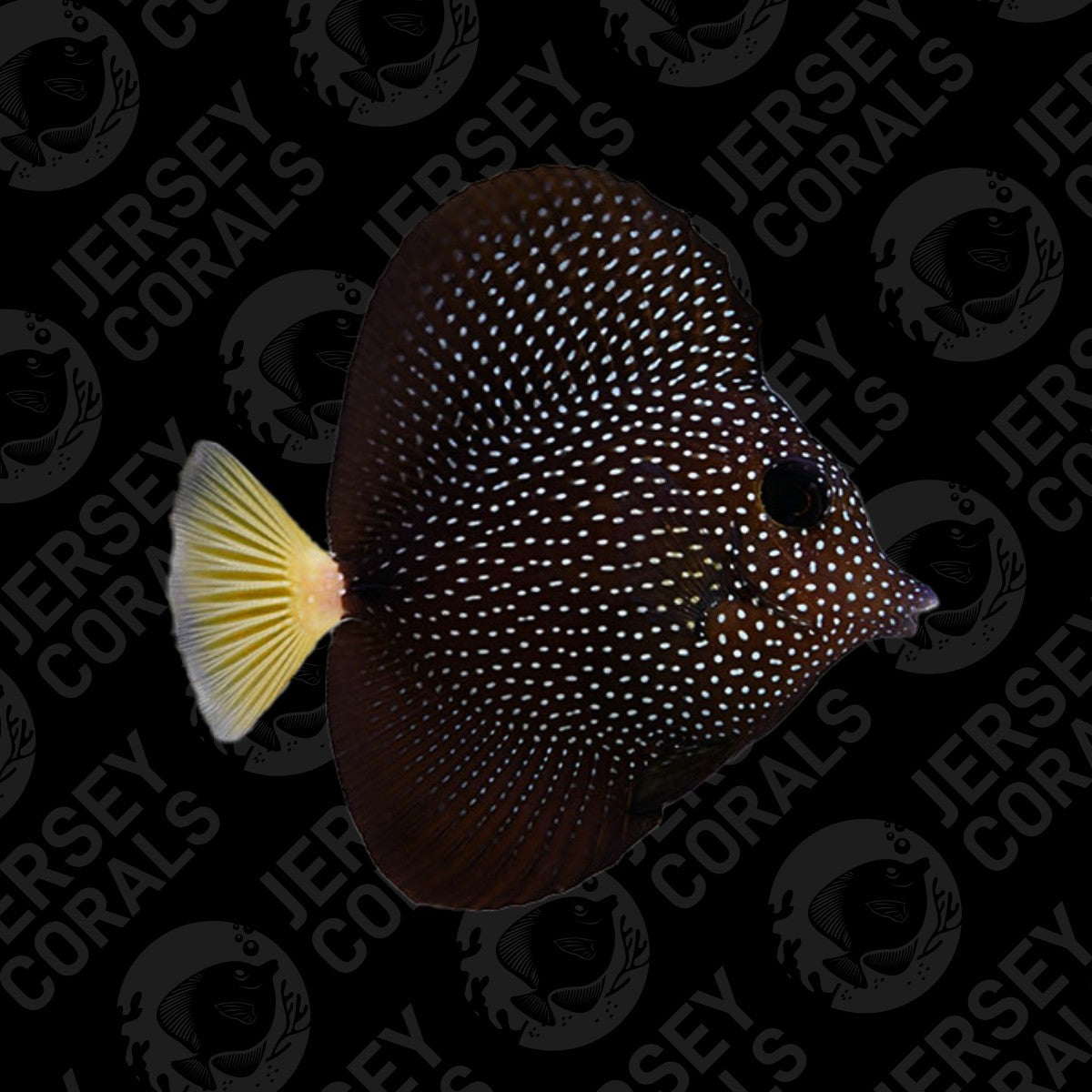 Gem Tang Show Size 5" (In Captivity 1 Year)