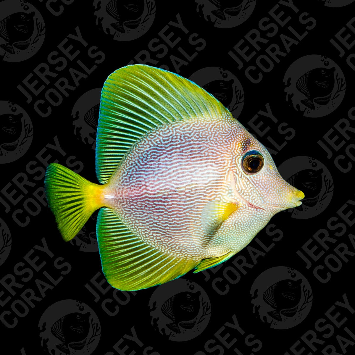 Bali Aquarich Yurple Tang 5" Show Size (In Store 1 Year)