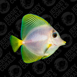 Bali Aquarich Yurple Tang 5" Show Size (In Store 1 Year)