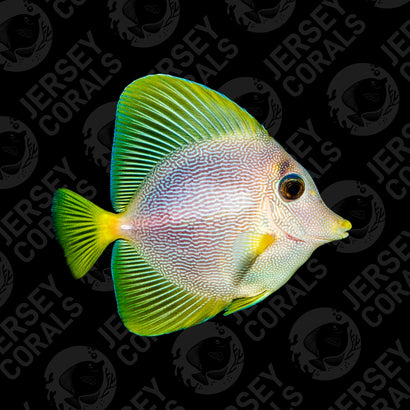 Bali Aquarich Yurple Tang 5" Show Size (In Store 1 Year)