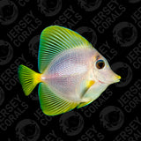 Bali Aquarich Yurple Tang 5