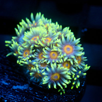 JC Fresh as a Daisy Goni