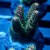 JC Enchantment Acro