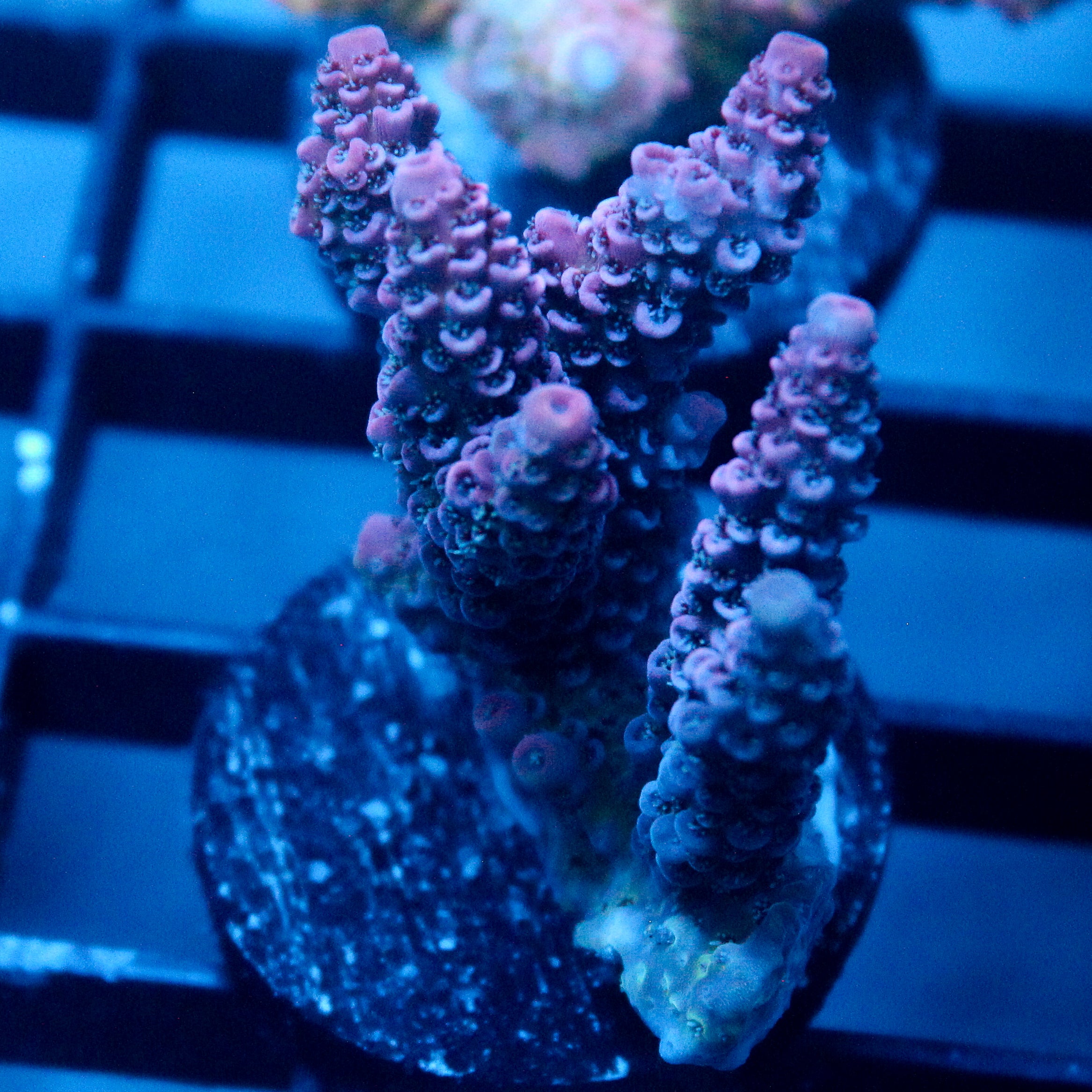 JC Purple Flux Acro