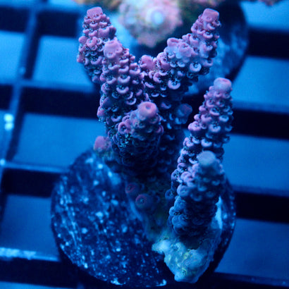 JC Purple Flux Acro