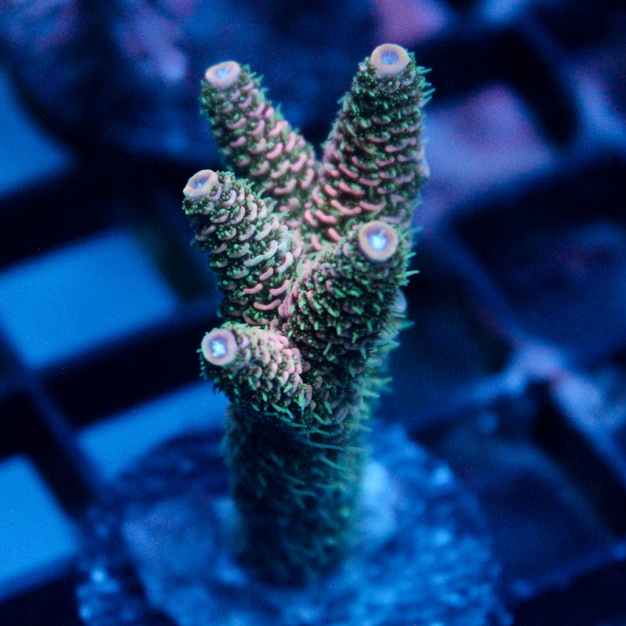 JC Cactus Cooler