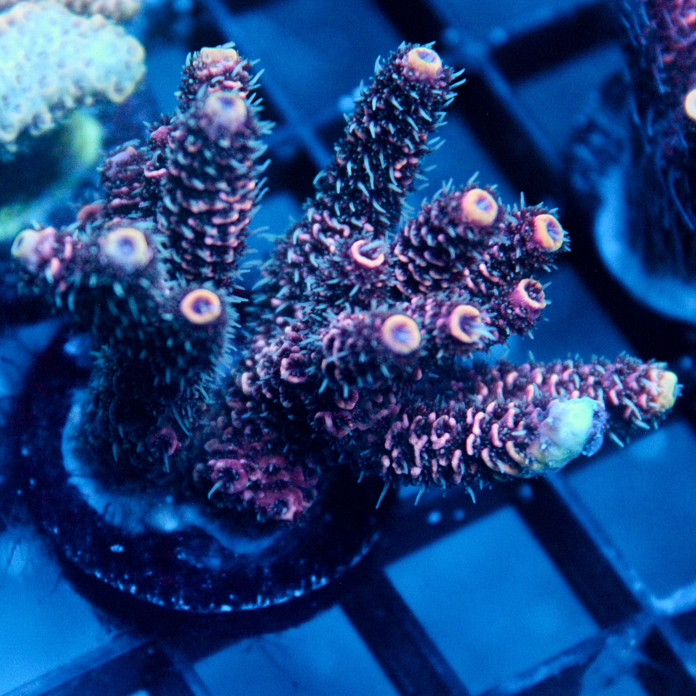 JC Hyacinth Acro