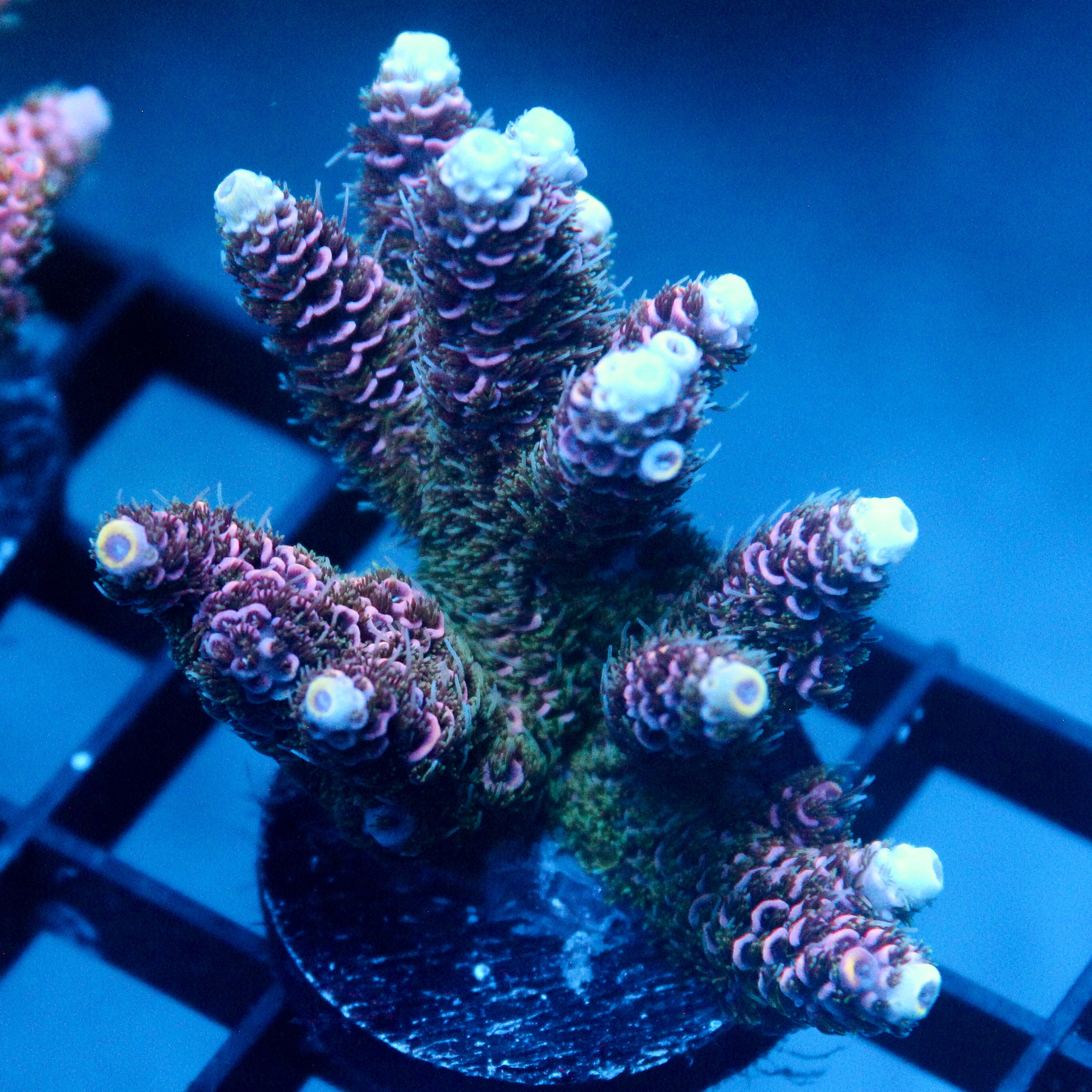 JC Hyacinth Acro