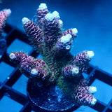 JC Hyacinth Acro