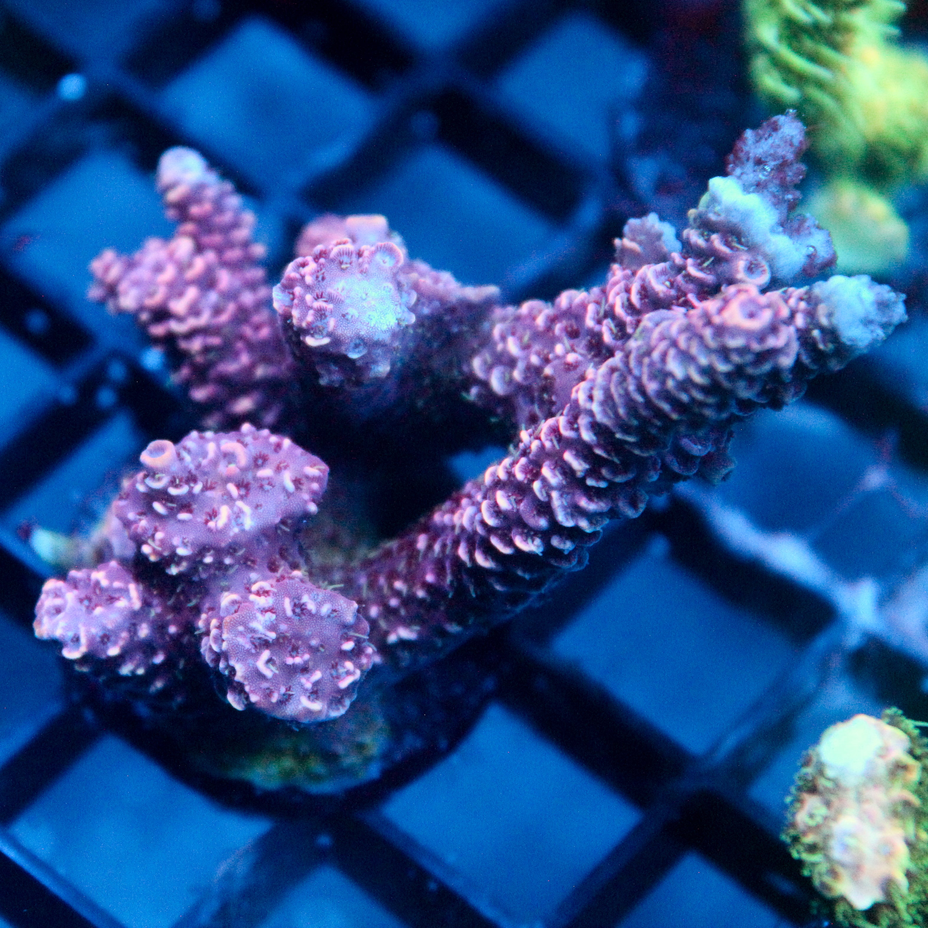JC Pink Blitz Acro