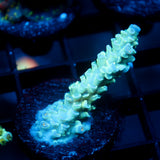 JC Frozen Growth Acro