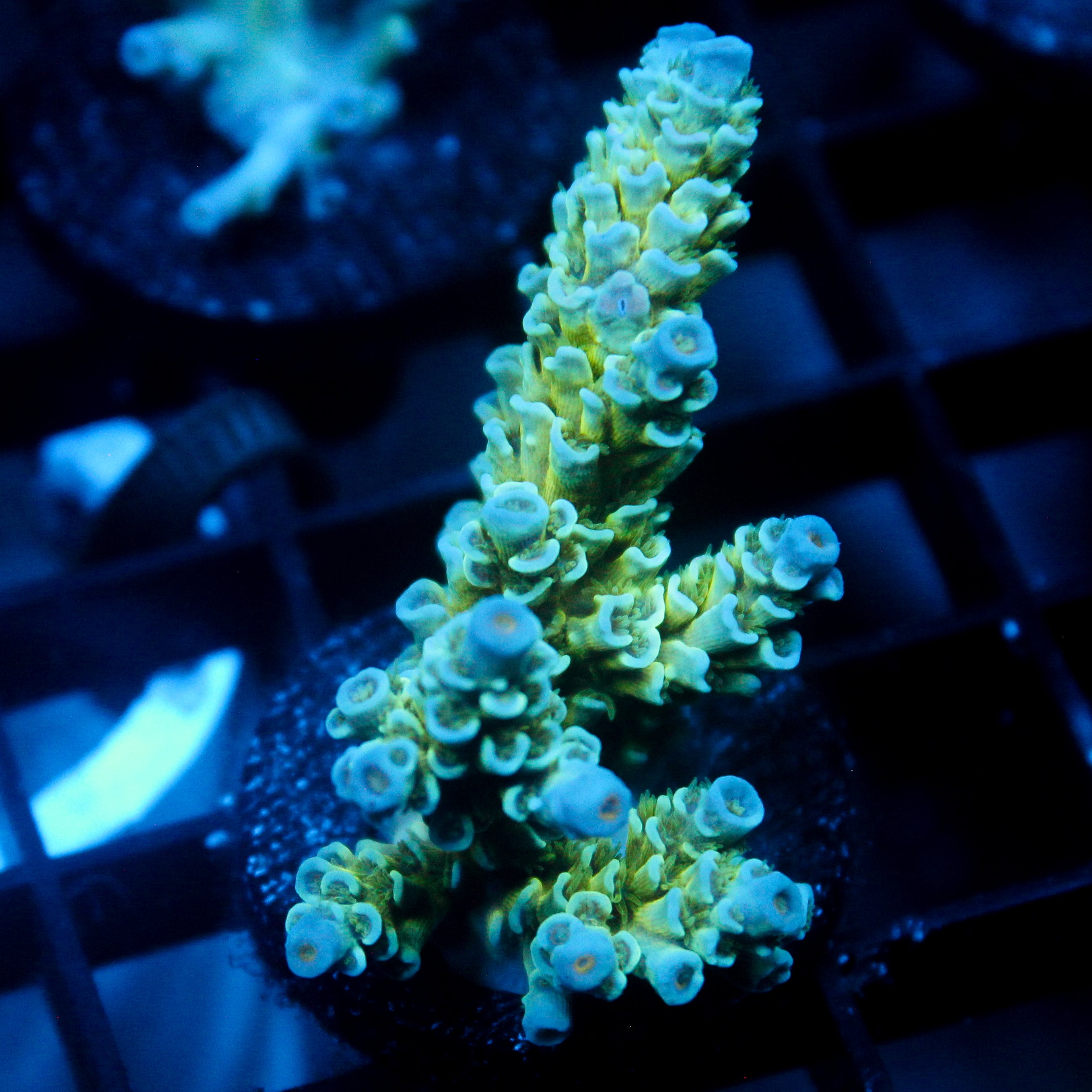 JC Green Demon Acro