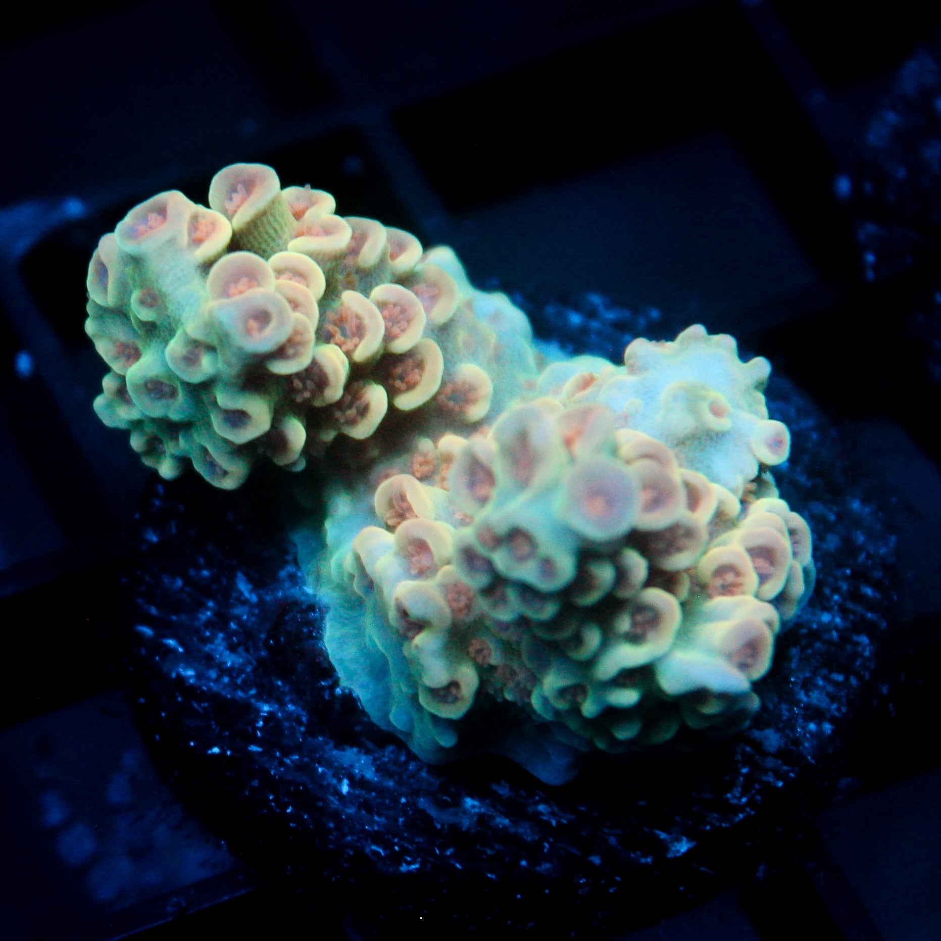 JC Peachy Petals Acro