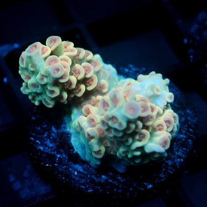 JC Peachy Petals Acro