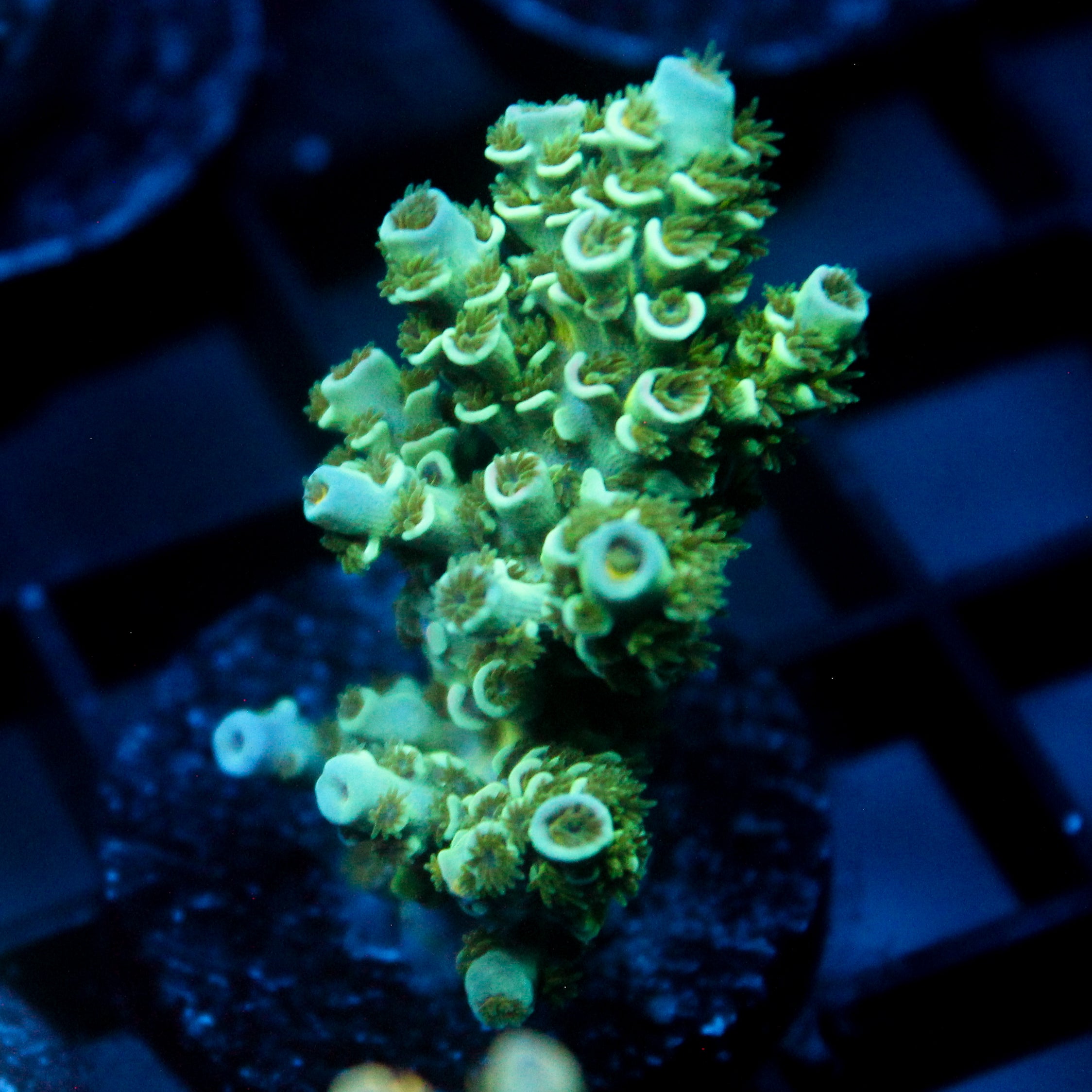 JC Green Demon Acro