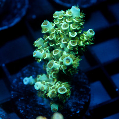 JC Green Demon Acro