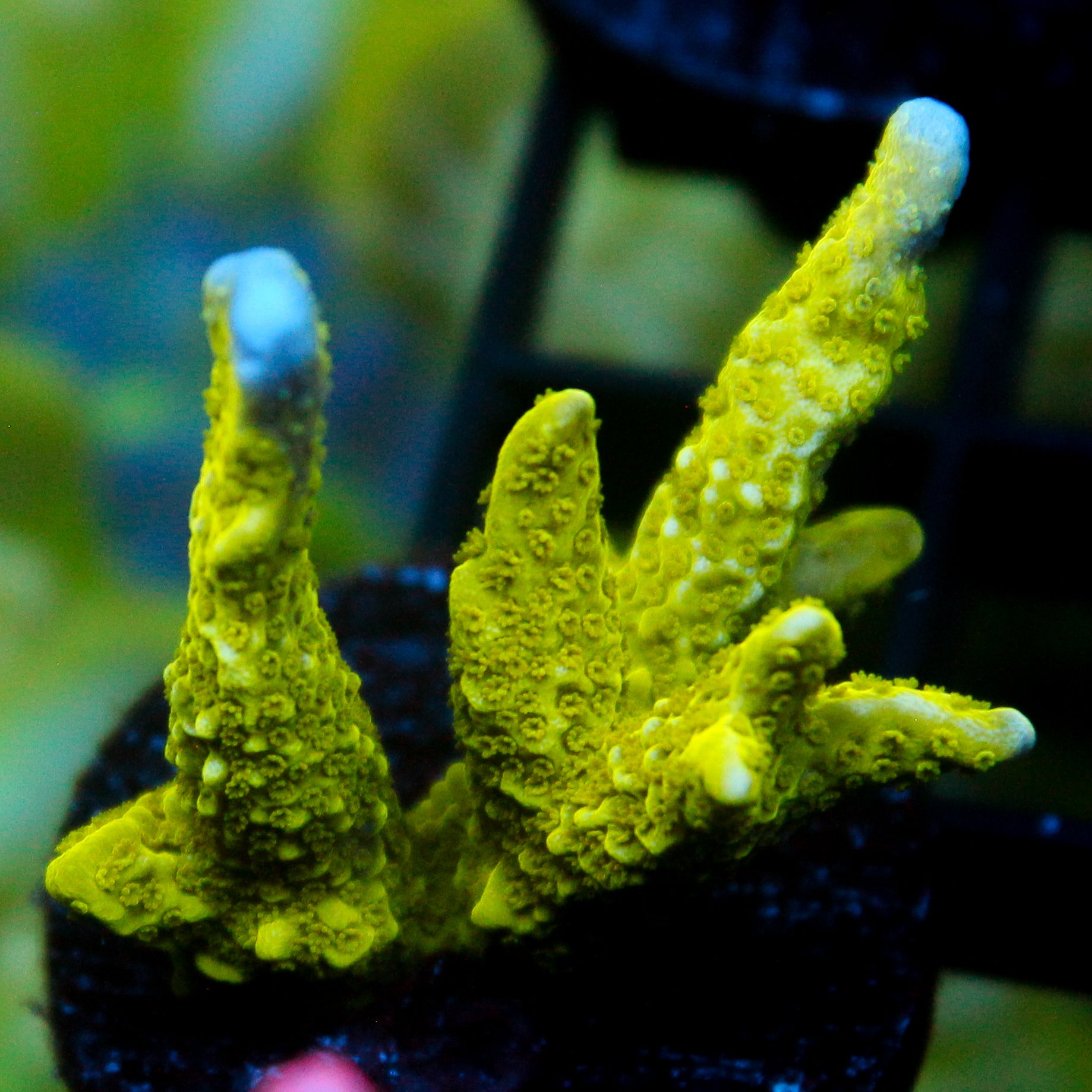 JC Neon Green Digi Monti