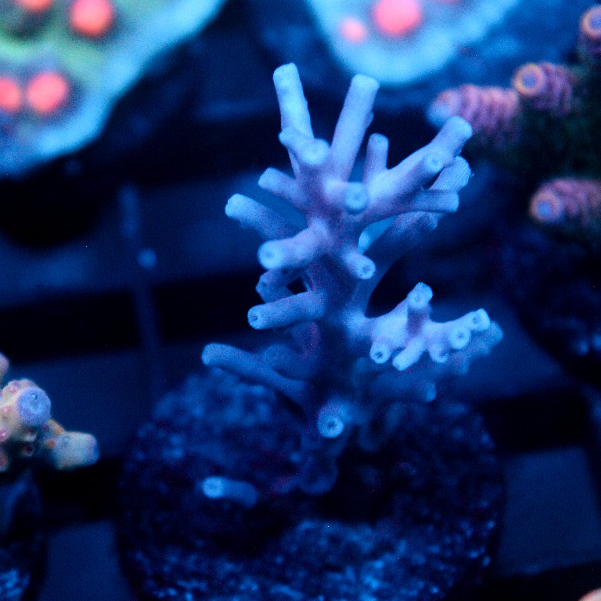 JC Purple Princess Acro