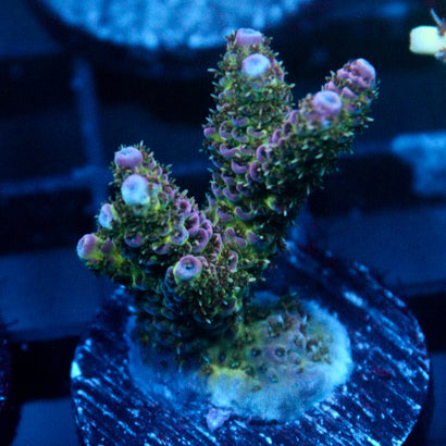 JC Royal Grass Acro