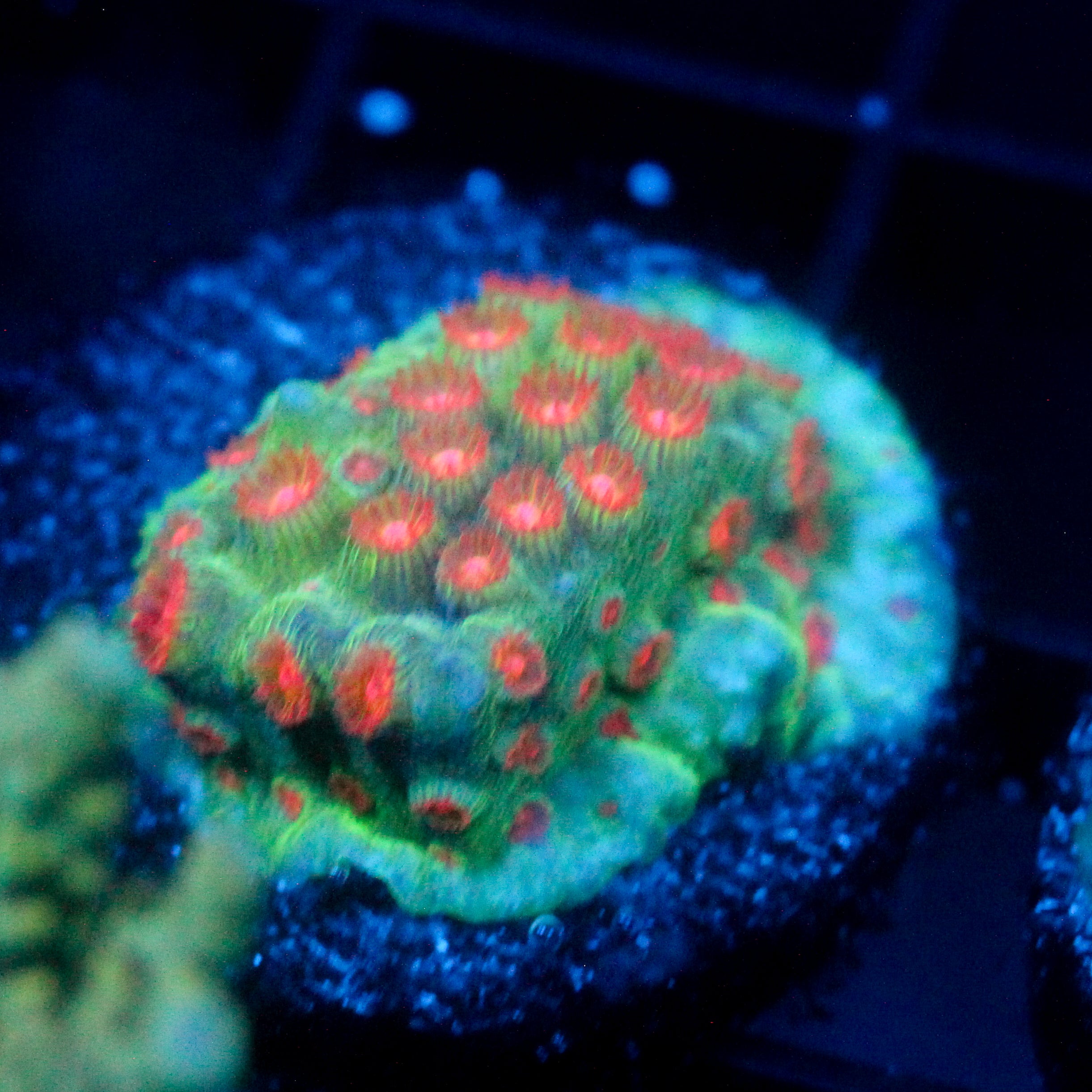 JC Evil Swarm Cyphastrea