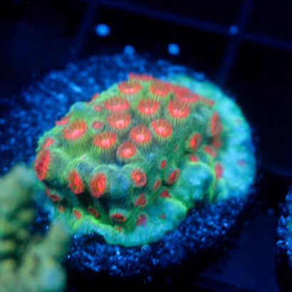 JC Evil Swarm Cyphastrea