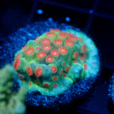 JC Evil Swarm Cyphastrea