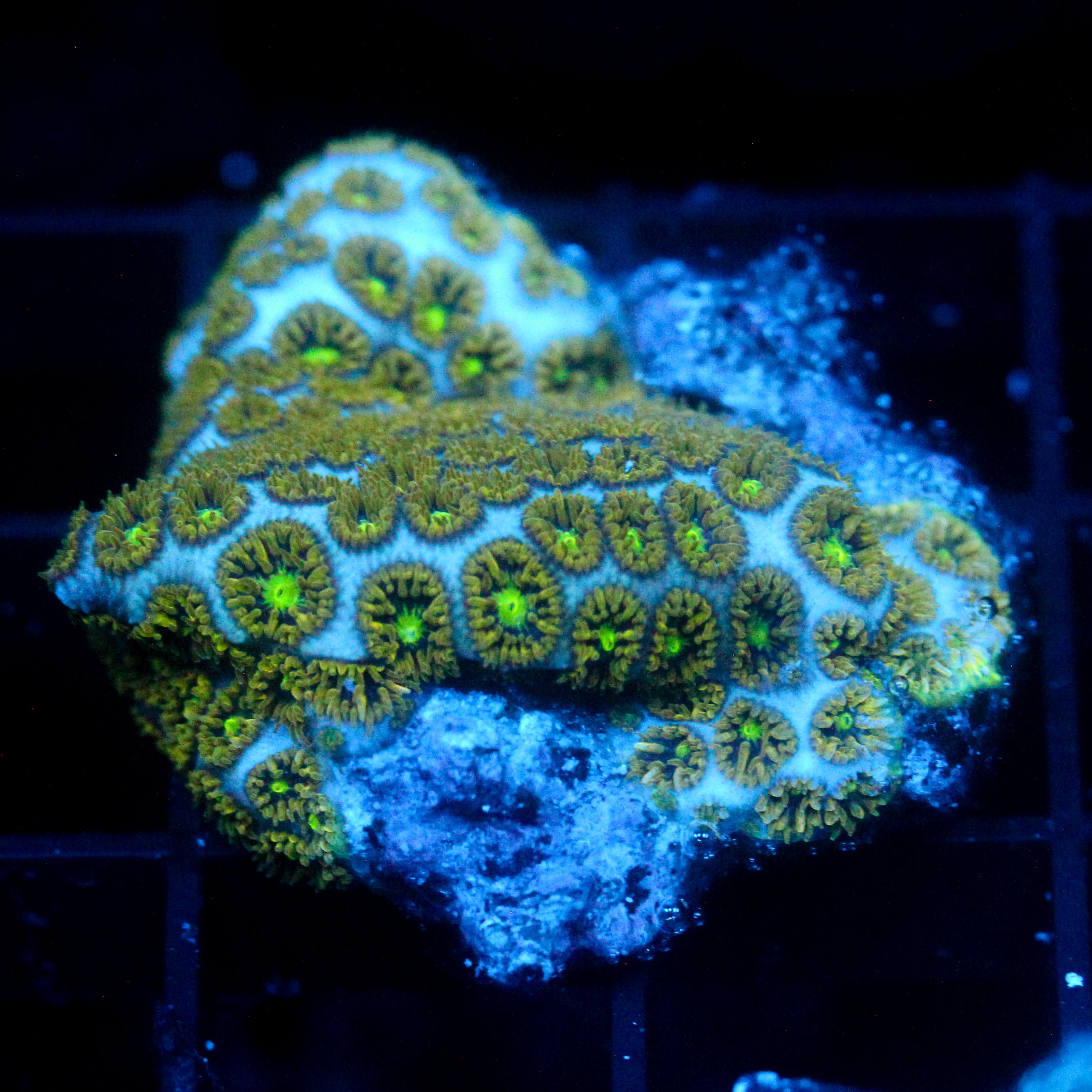 JC Biota Gem Show Leptastrea