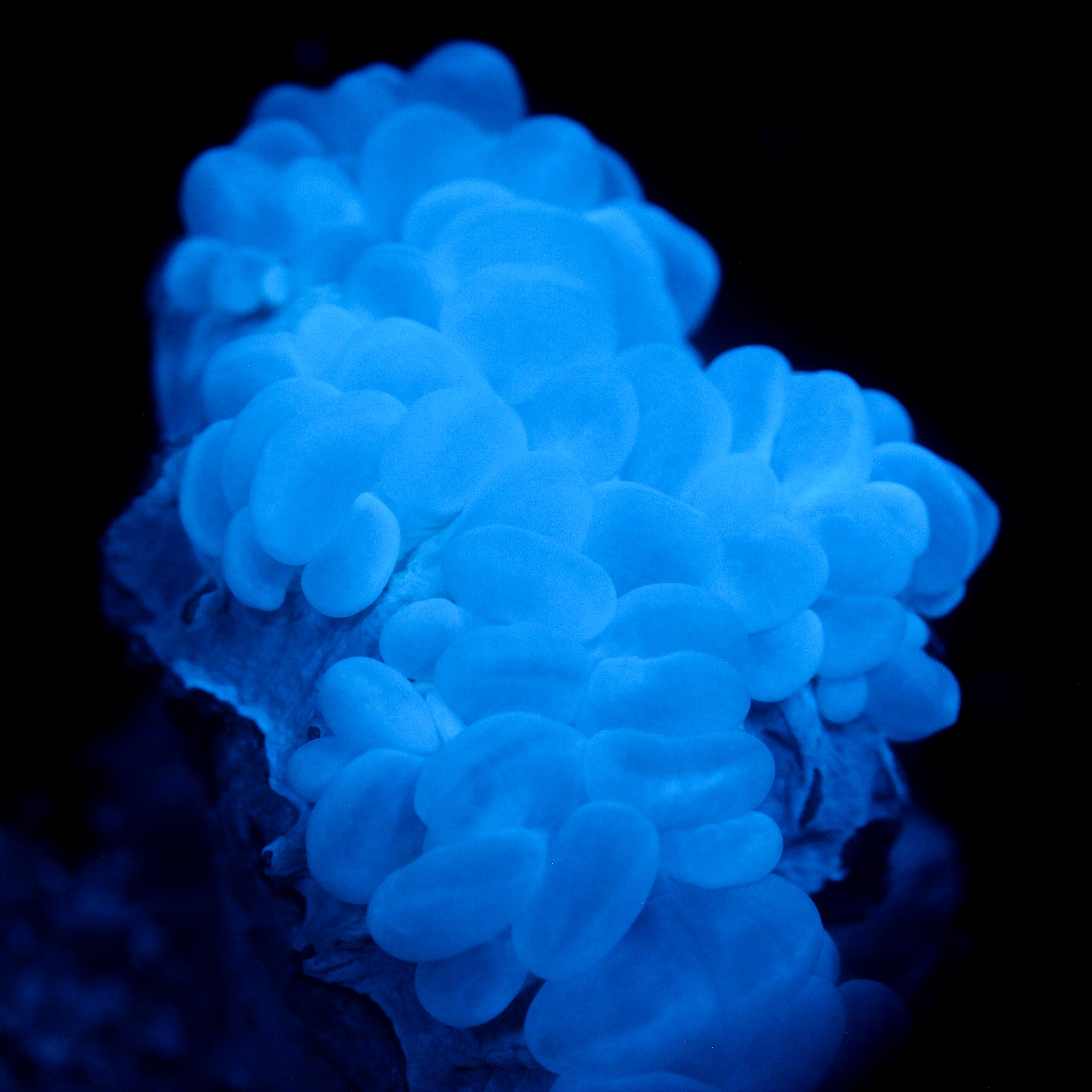 JC Biota Aquacultured Pearl Bubble Coral