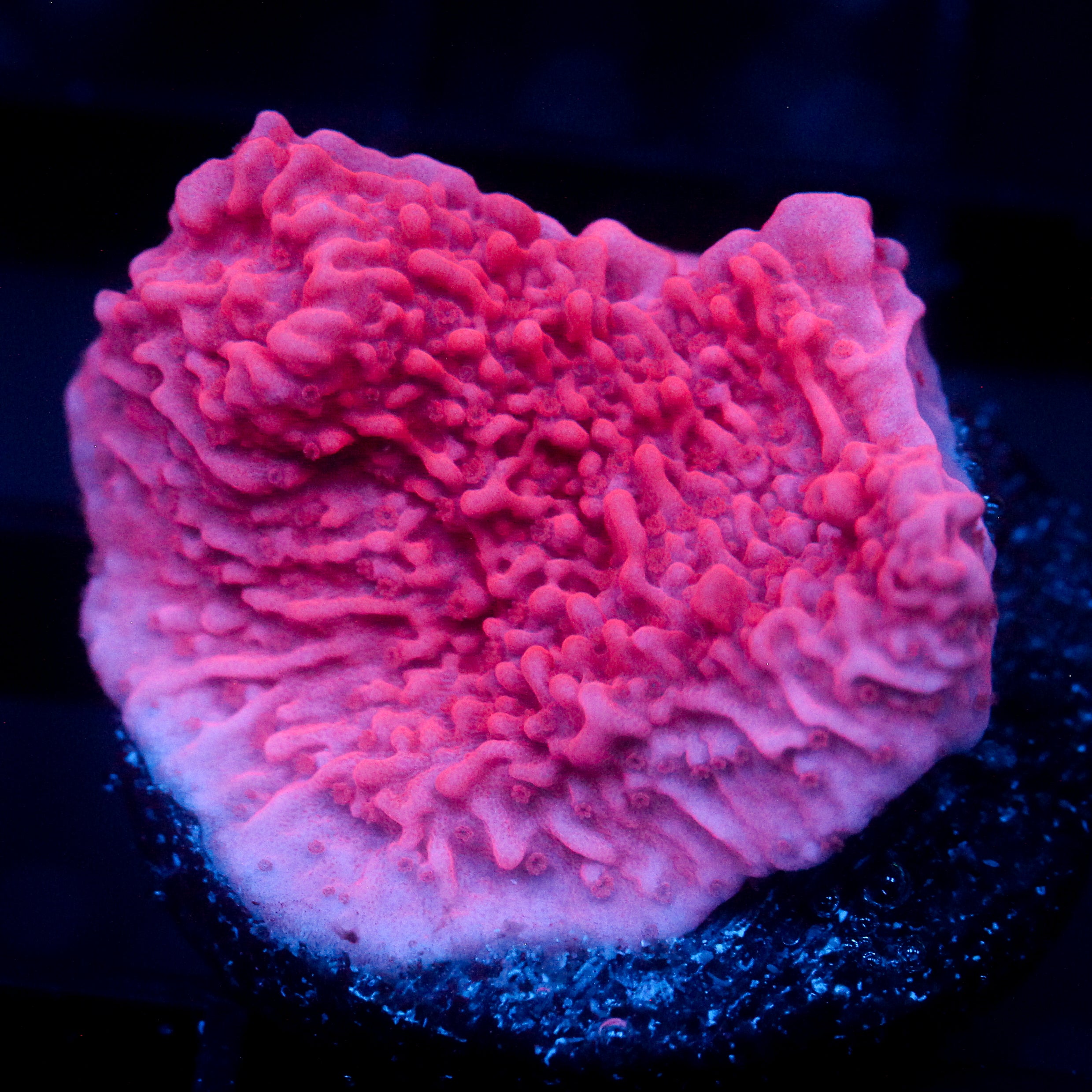 JC Pink Wave Monti