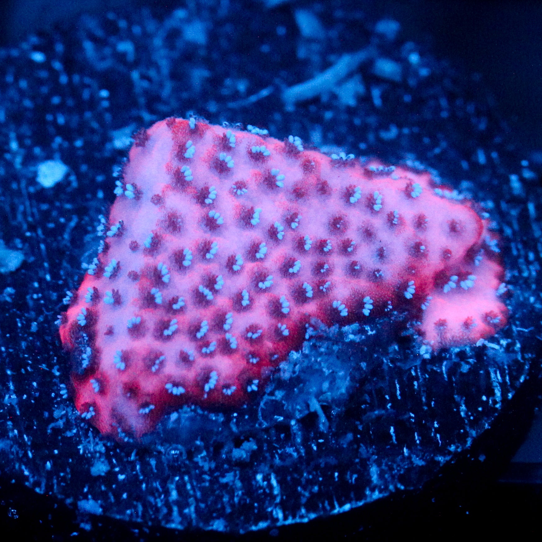 JC Mystic Sunset Montipora