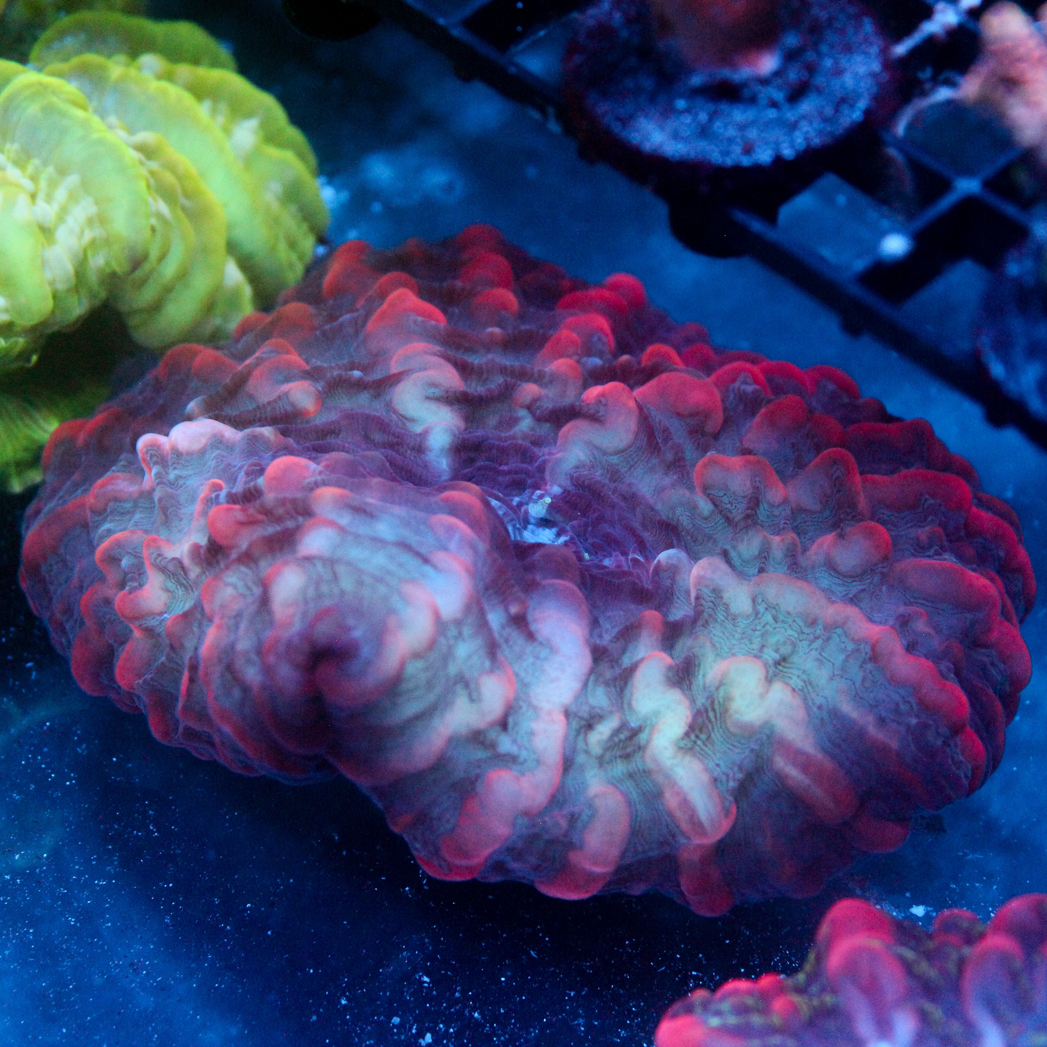 JC Matter Gobbler Indophyllia