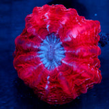 JC Flamingo Lake Indophyllia