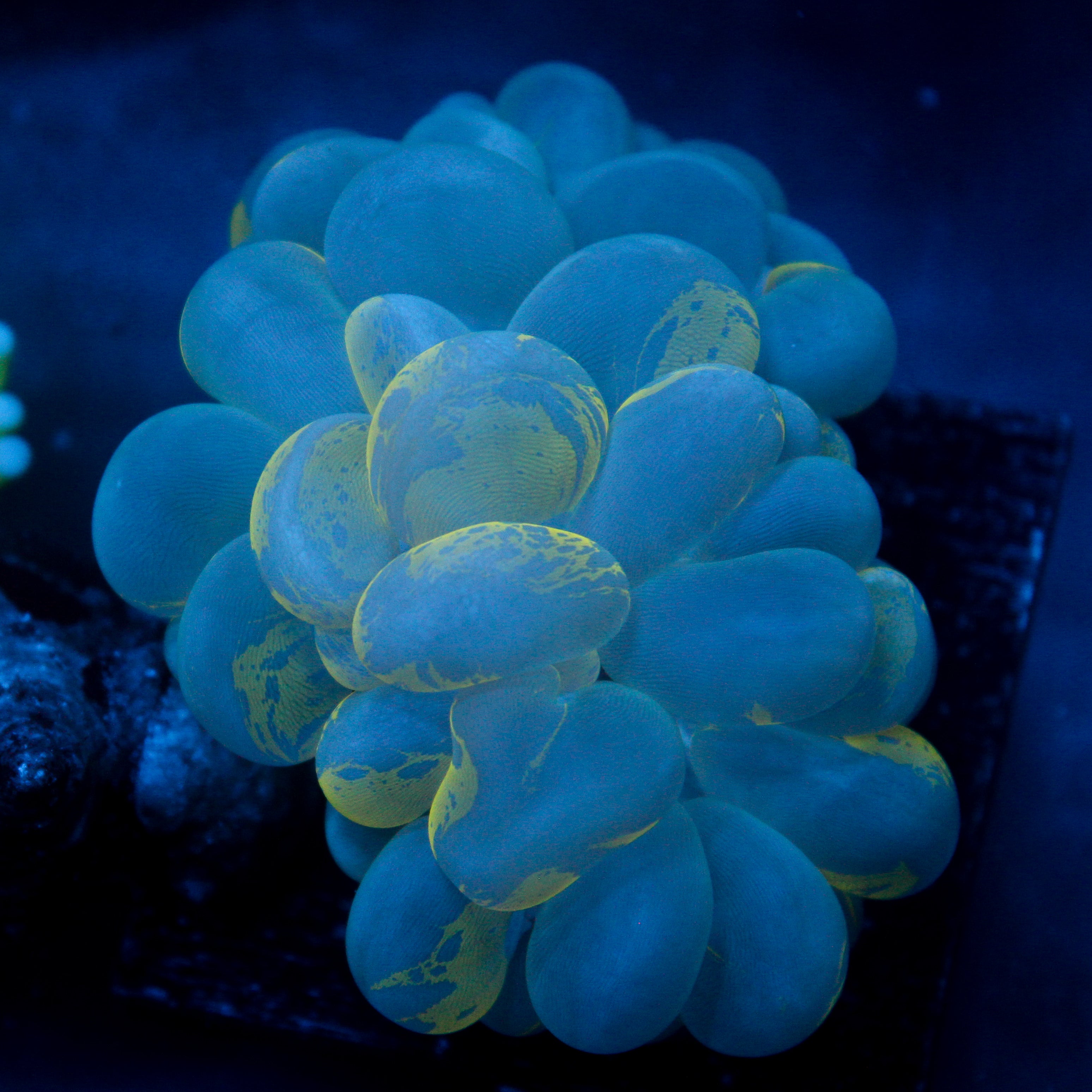 JC Yellow Splatter Bubble Coral