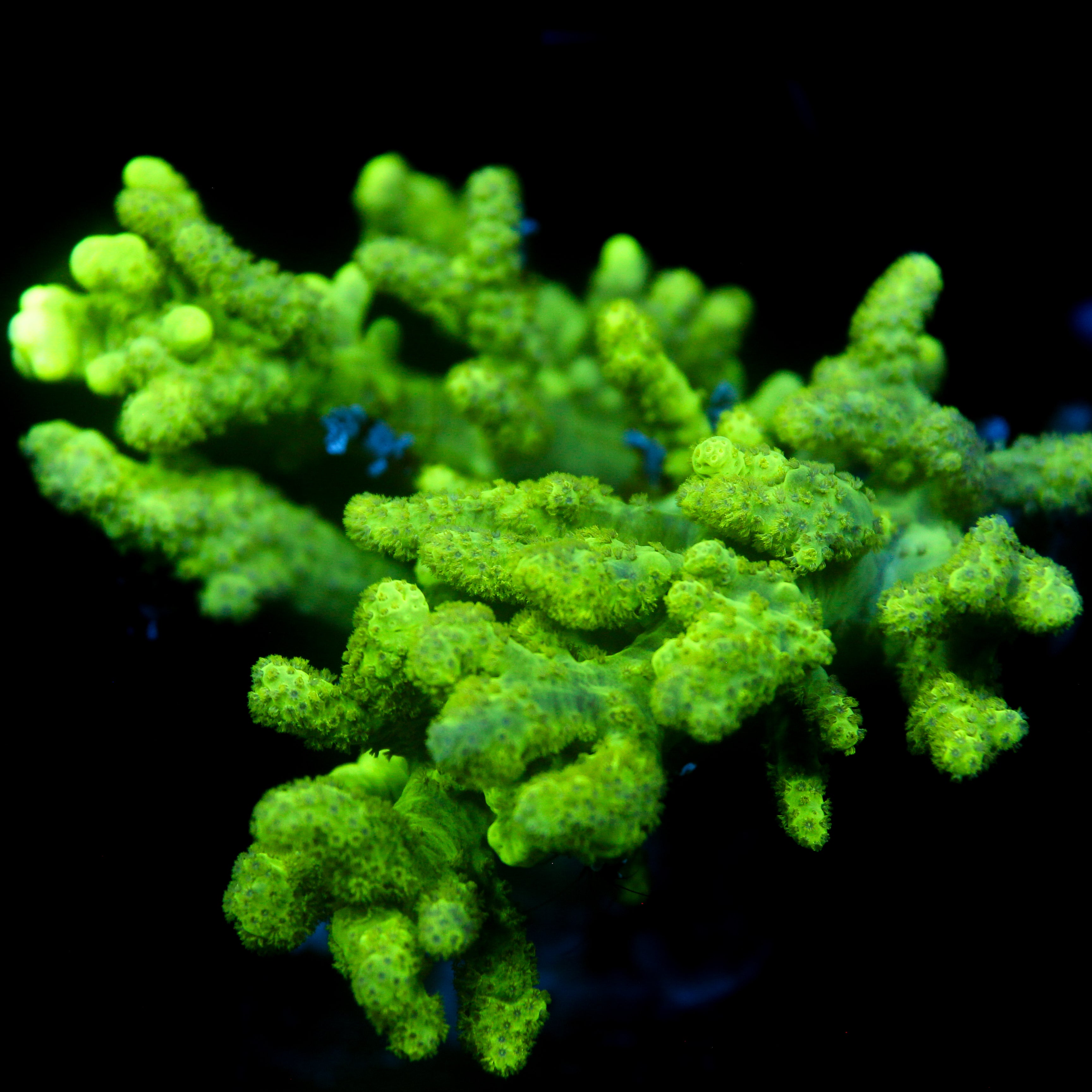 JC Neon Green Sinularia