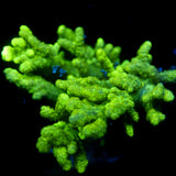 JC Neon Green Sinularia