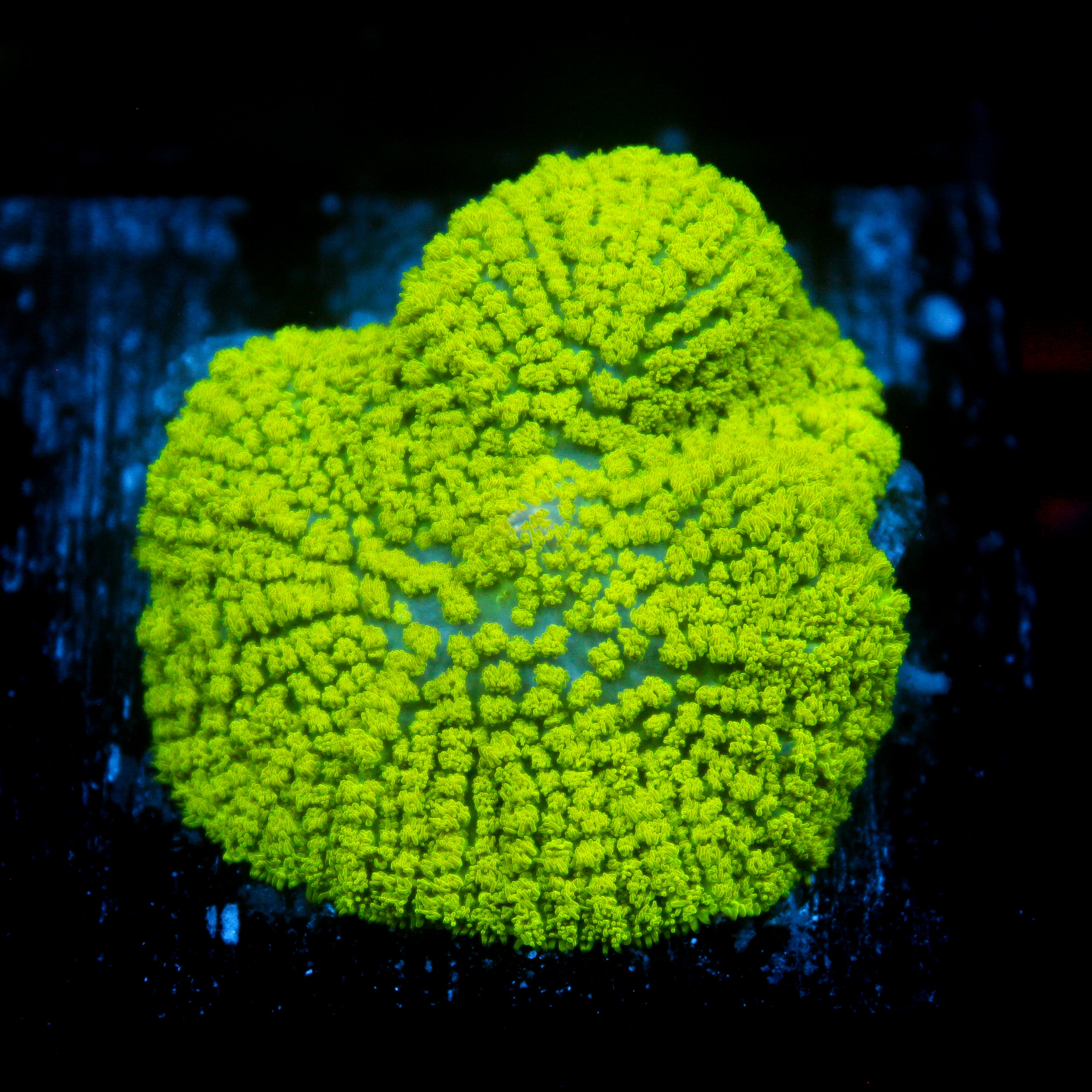 JC Lg Neon Green Rhodactis