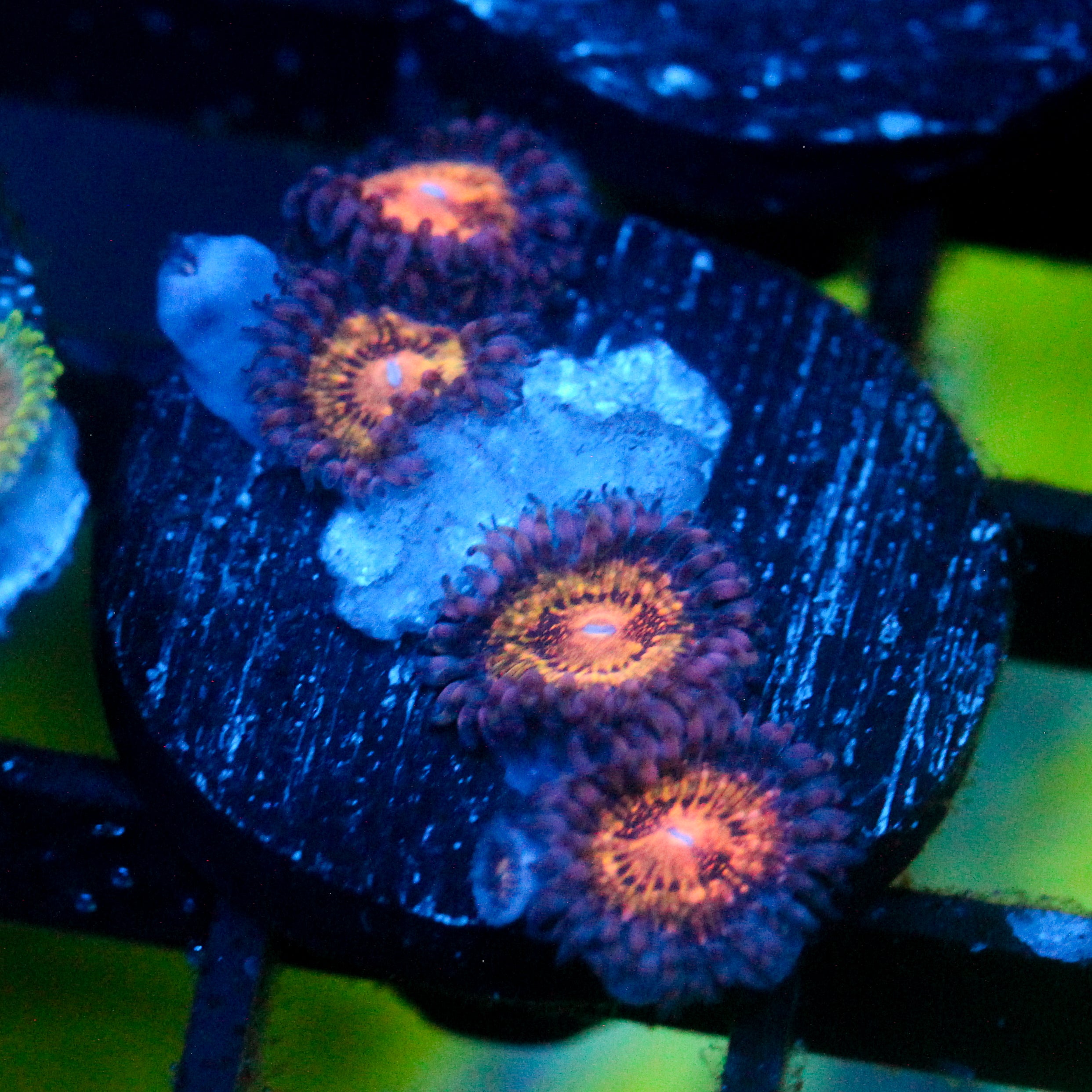 JC Speckled Kraze Zoanthid