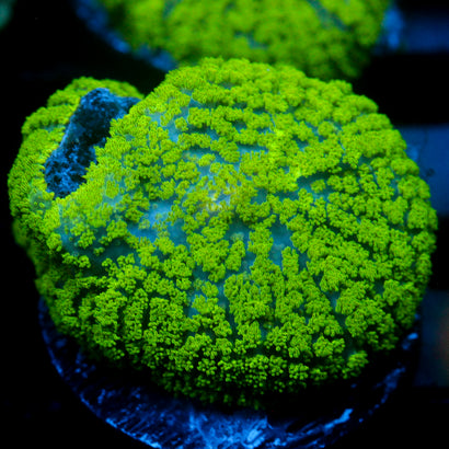 JC Neon Green Rhodactis