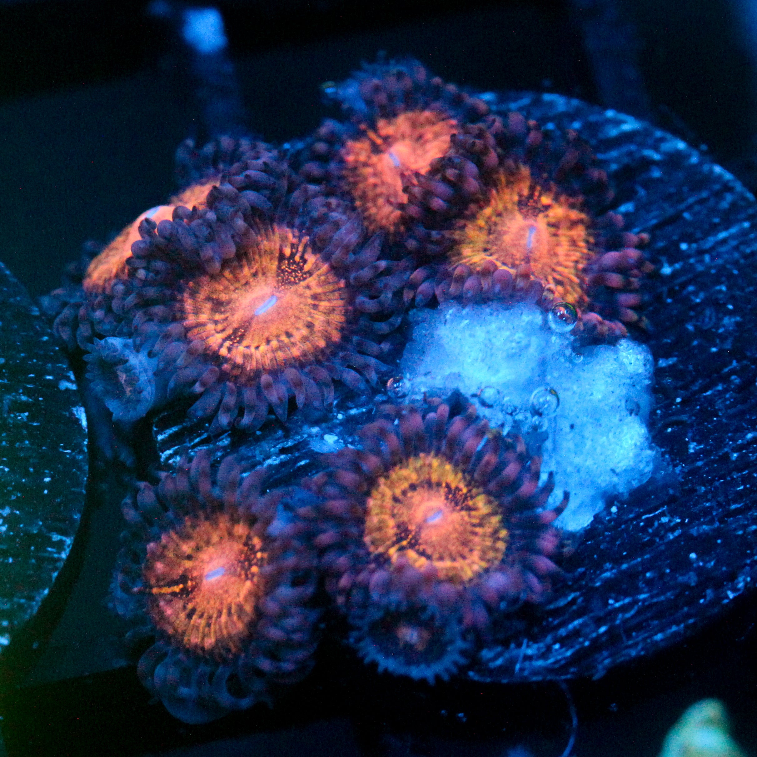 JC Speckled Kraze Zoanthid