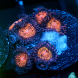JC Speckled Kraze Zoanthid