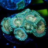 JC Hawaiian Ding Dang Zoanthid