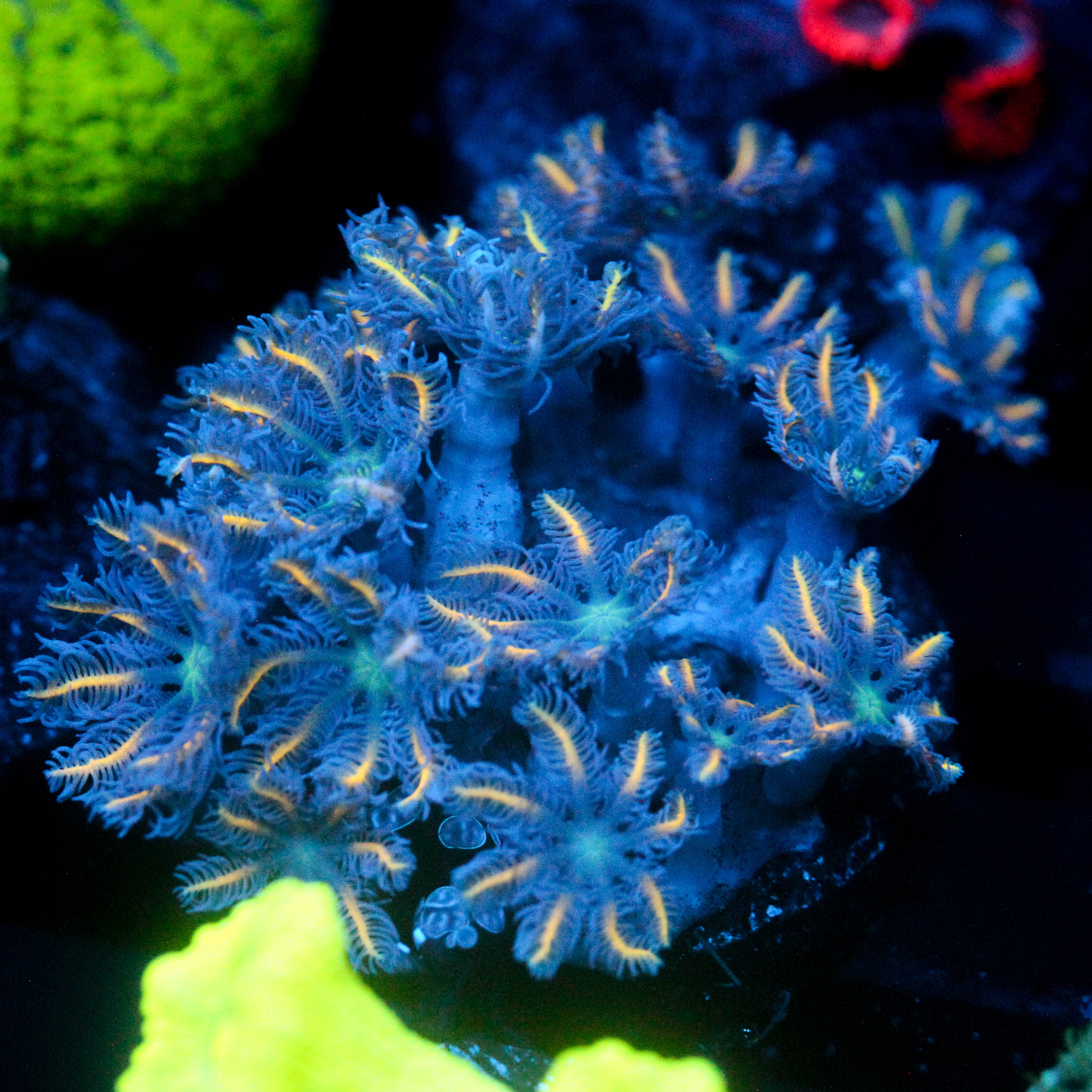 JC Orange Tip Clove Polyp