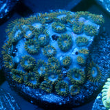 JC Gold Gobbler Zoanthid